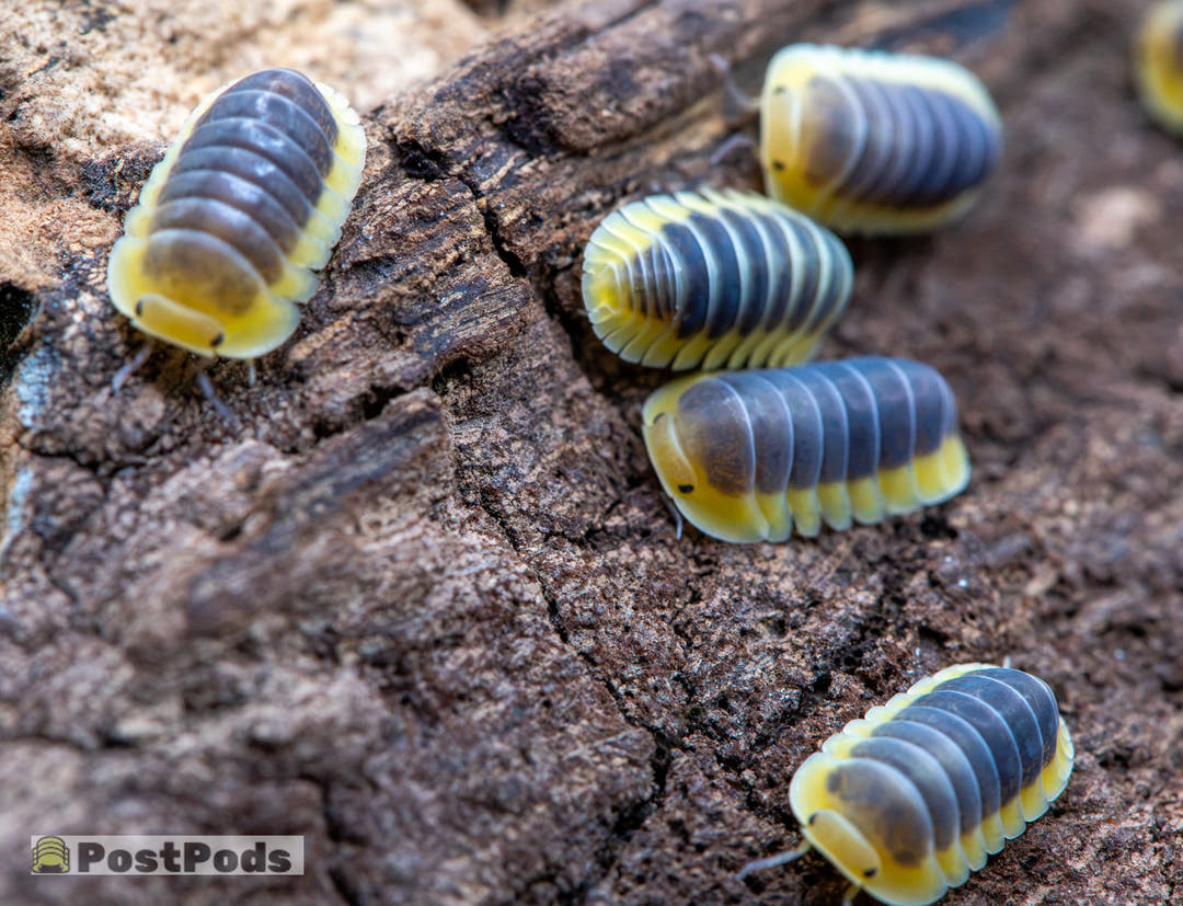 Lemon Blue Isopods (Cubaris sp.)