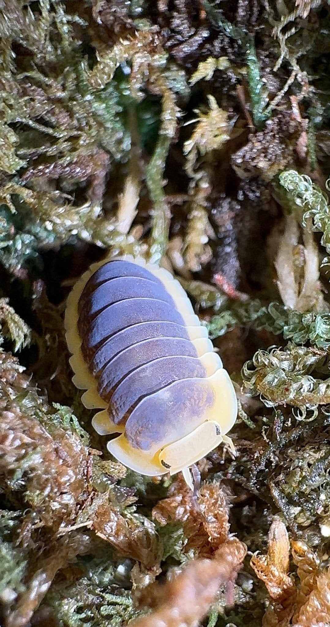 Lemon Blue Isopods (Cubaris sp.)