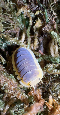 Lemon Blue Isopods (Cubaris sp.)