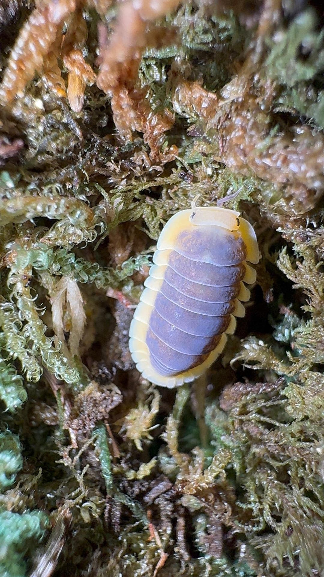 Lemon Blue Isopods (Cubaris sp.)