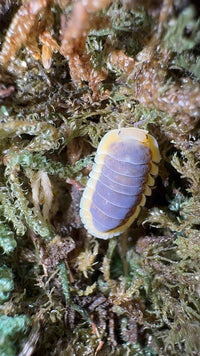 Lemon Blue Isopods (Cubaris sp.)