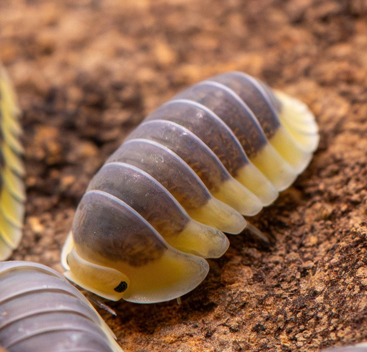 greyish blue isopod with a lemon edge all the way around, close up on cork