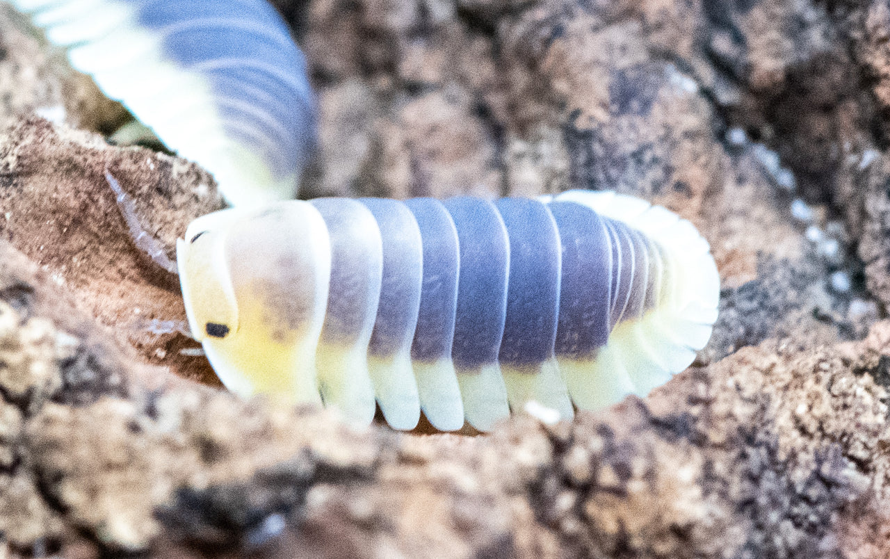 lemon blue isopod close up