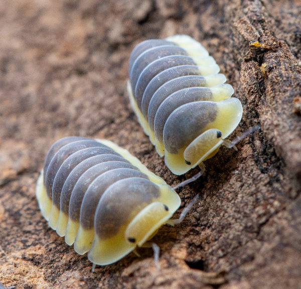 greyish blue isopods with a lemon edge all the way around