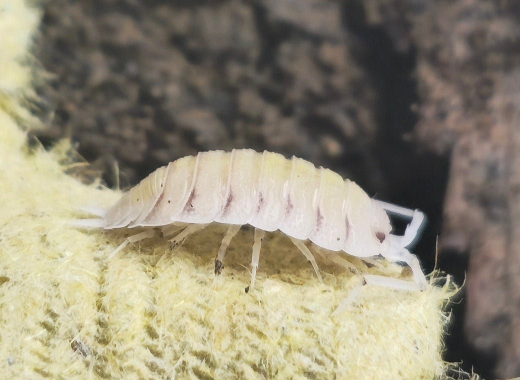 lemonade isopod