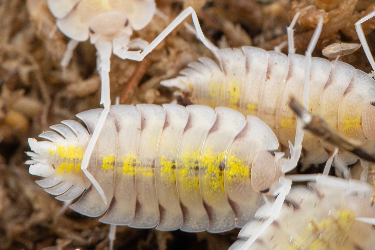 Bolivari Lemonade Isopods (Porcellio)