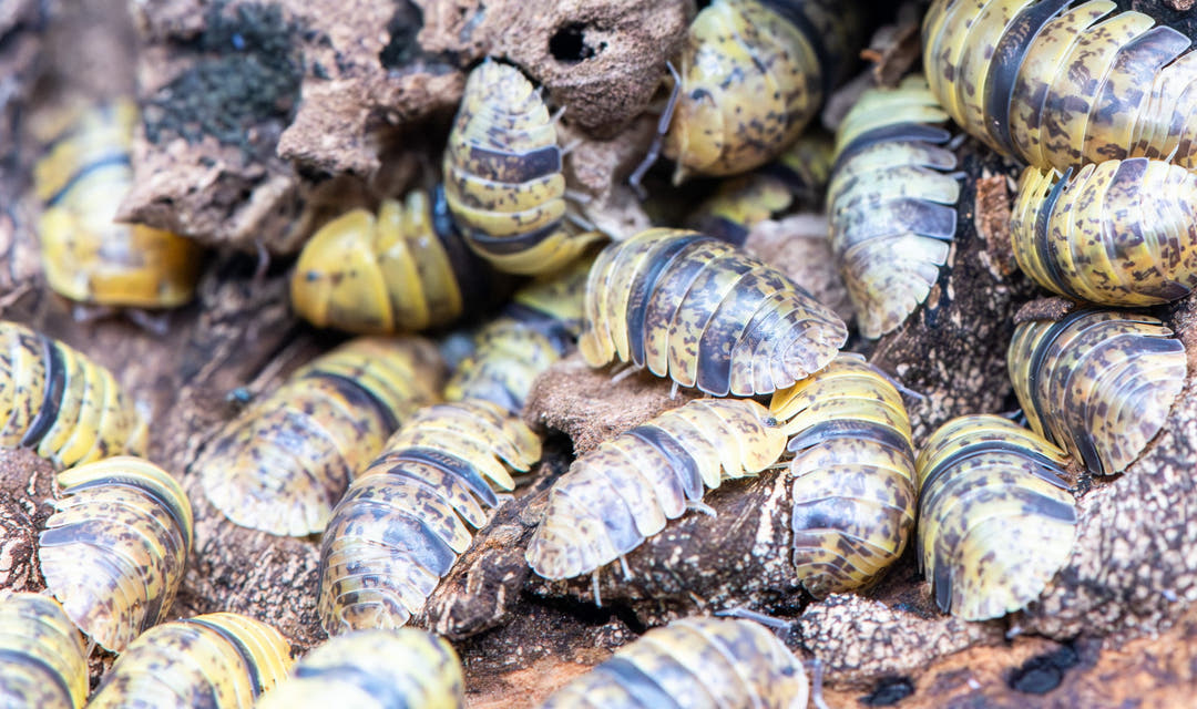 Leopard Bee Isopods (Filippinodillo sp)