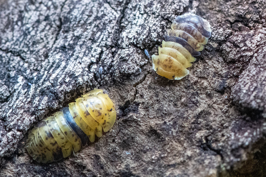 Leopard Bee Isopods (Filippinodillo sp)