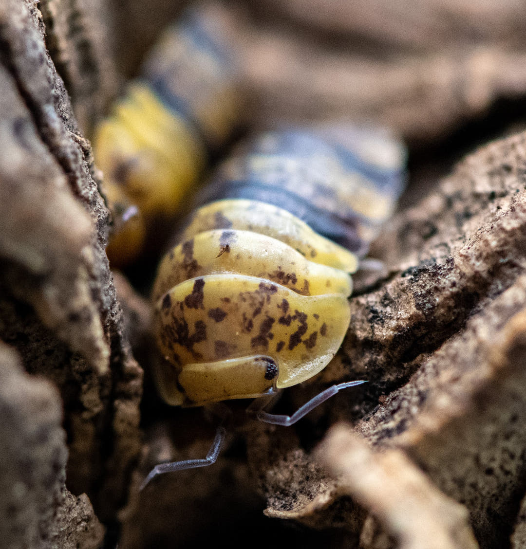 Leopard Bee Isopods (Filippinodillo sp)
