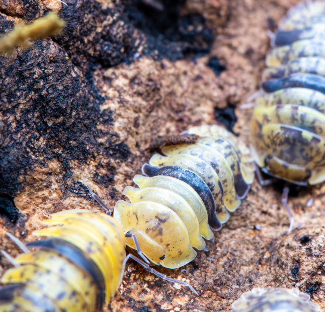 Leopard Bee Isopods (Filippinodillo sp)