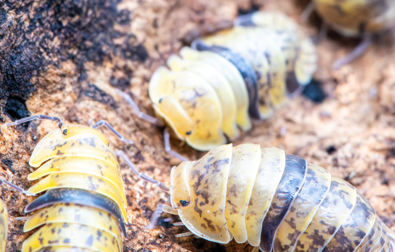 Leopard Bee Isopods (Fillipinodillo sp)