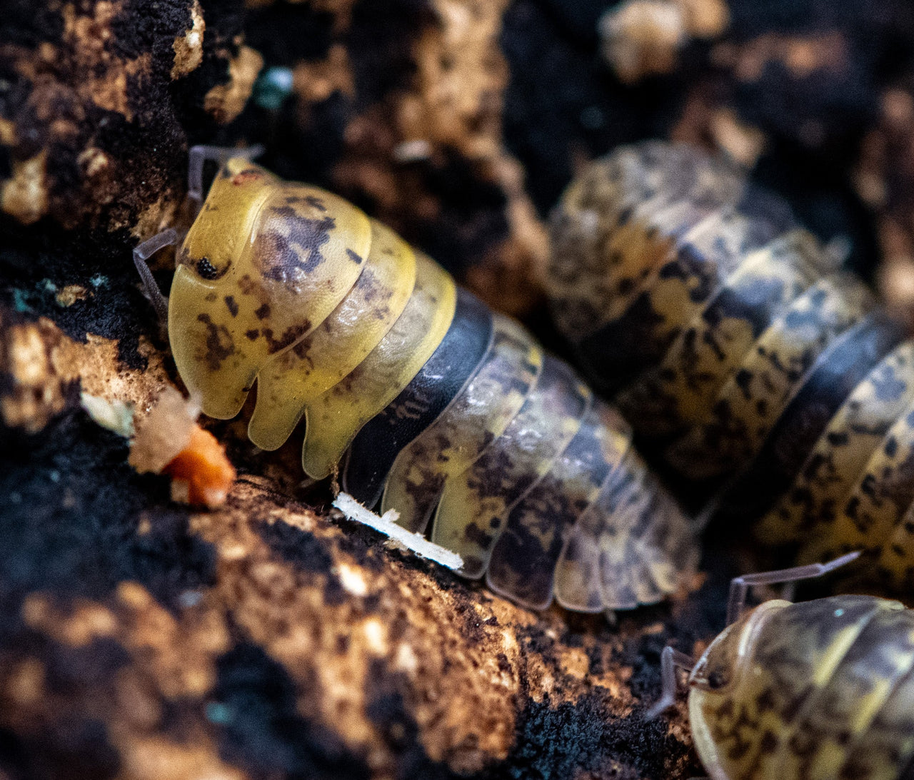 Leopard Bee Isopods (Fillipinodillo sp)