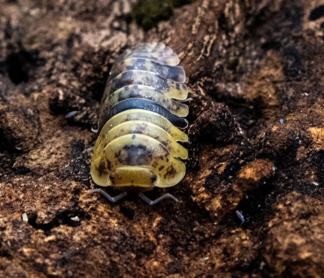 Leopard bee isopod