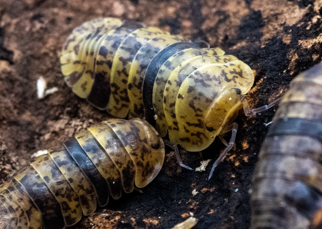 Leopard bee isopods