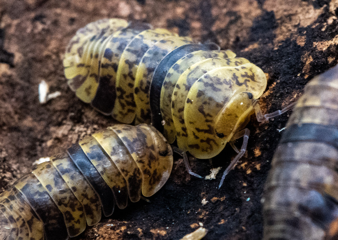 Leopard bee isopods