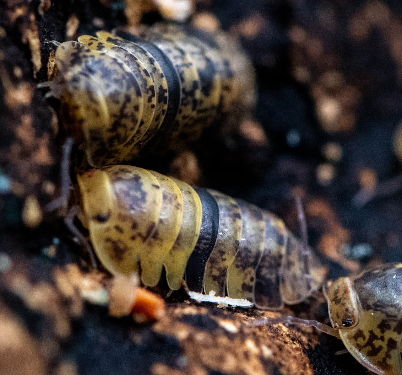Leopard Bee Isopods (Fillipinodillo sp)