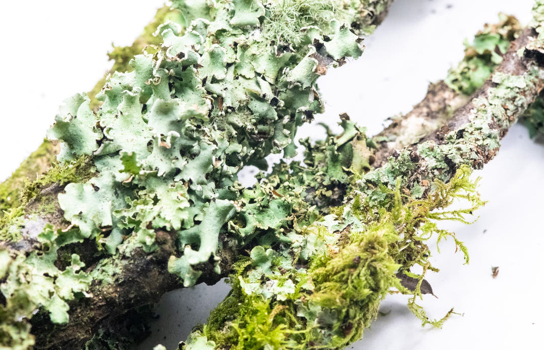LIchen Sticks