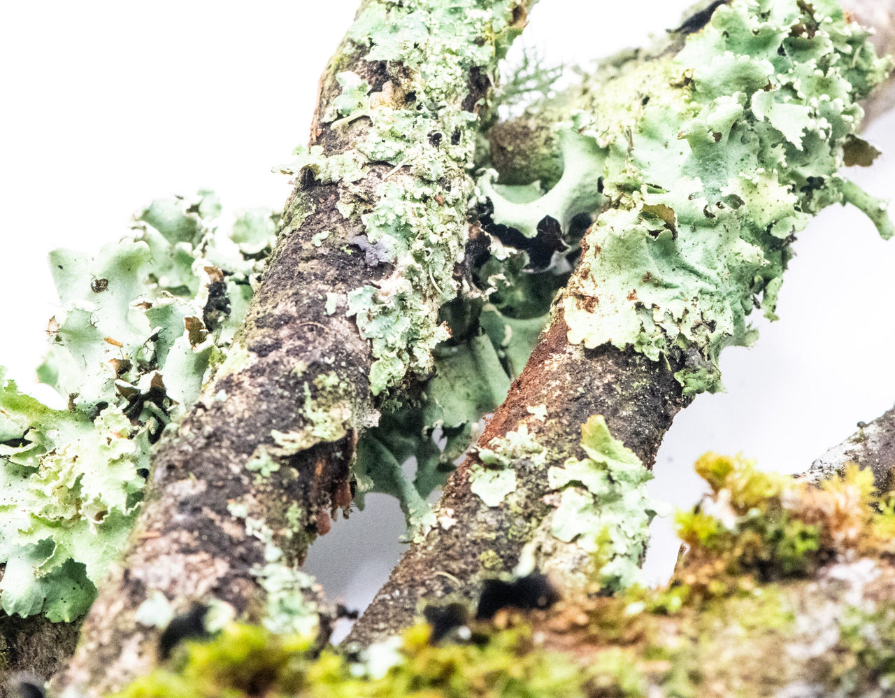 LIchen Sticks