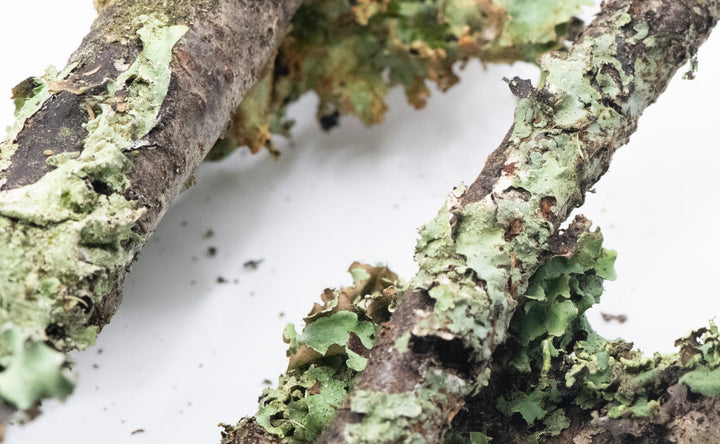 LIchen Sticks