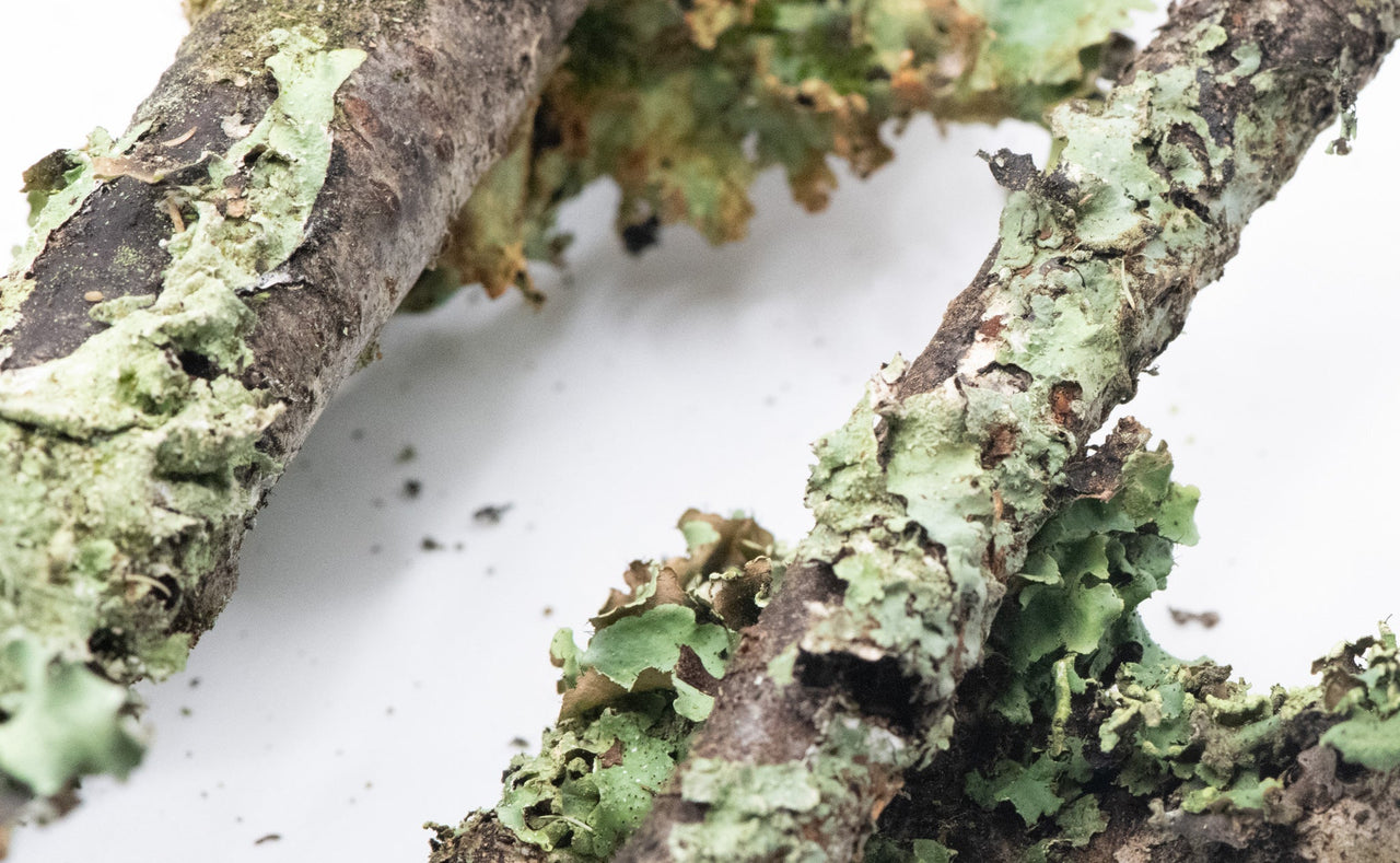 LIchen Sticks