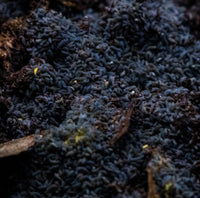 lilac springtails for sale