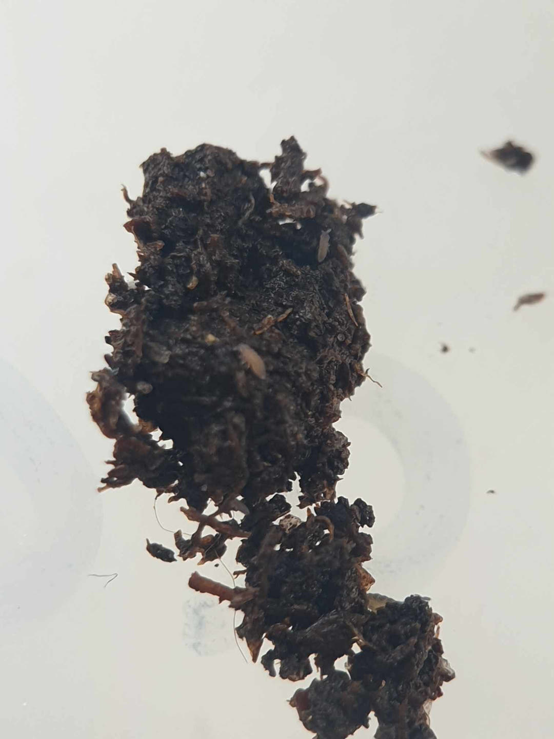 A Lilac springtail culture, a mound of dark moss and substrate, on a pale plastic surface.