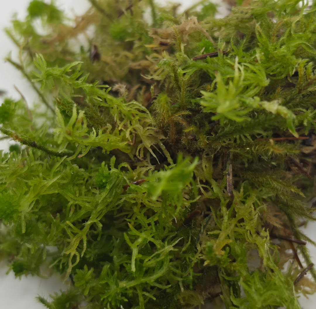 A loose spread of pale yellow-green sphagnum moss against a plain white background.