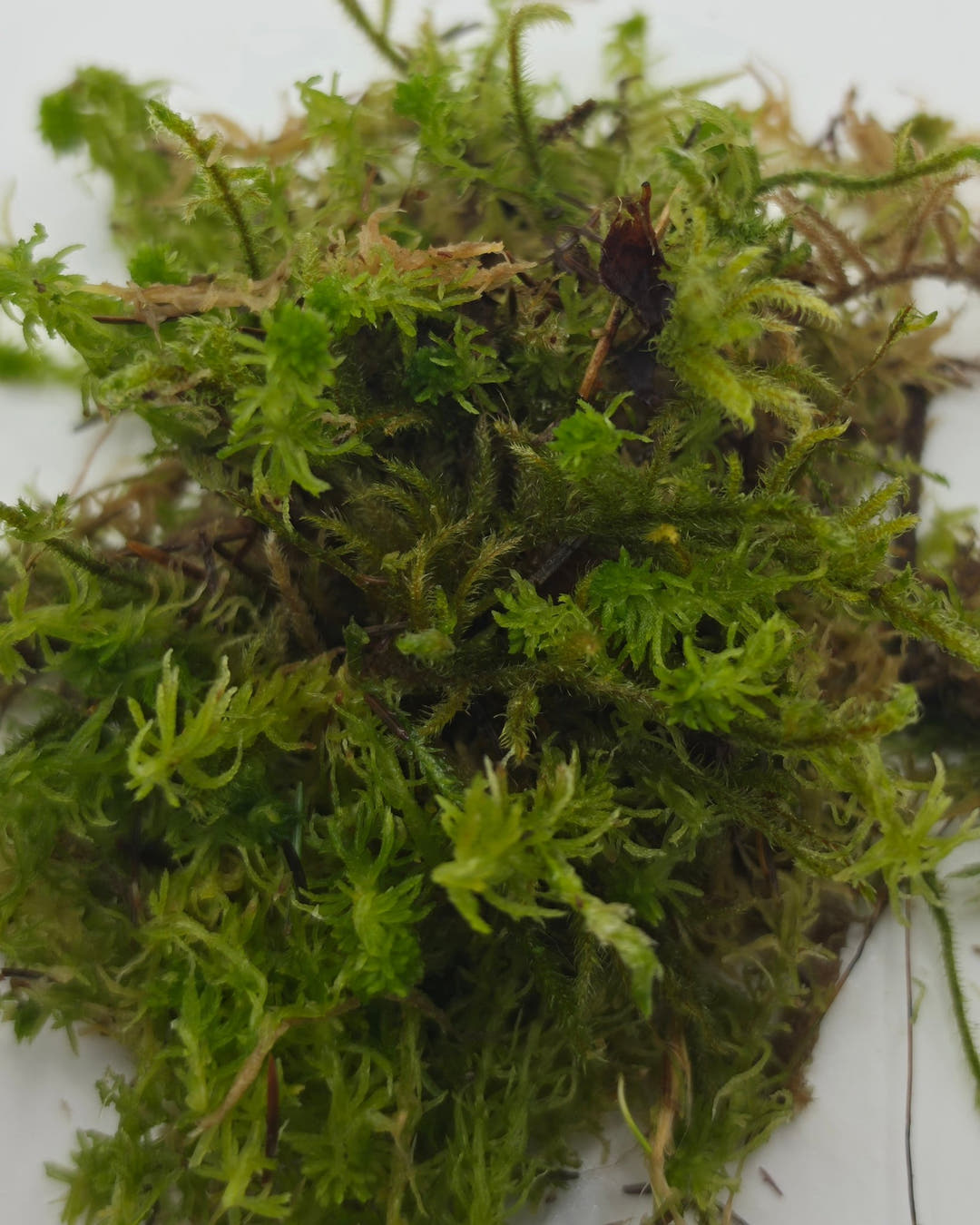 A whole clump of sphagnum moss on a white surface, green shoots mixed with dried tan strands.