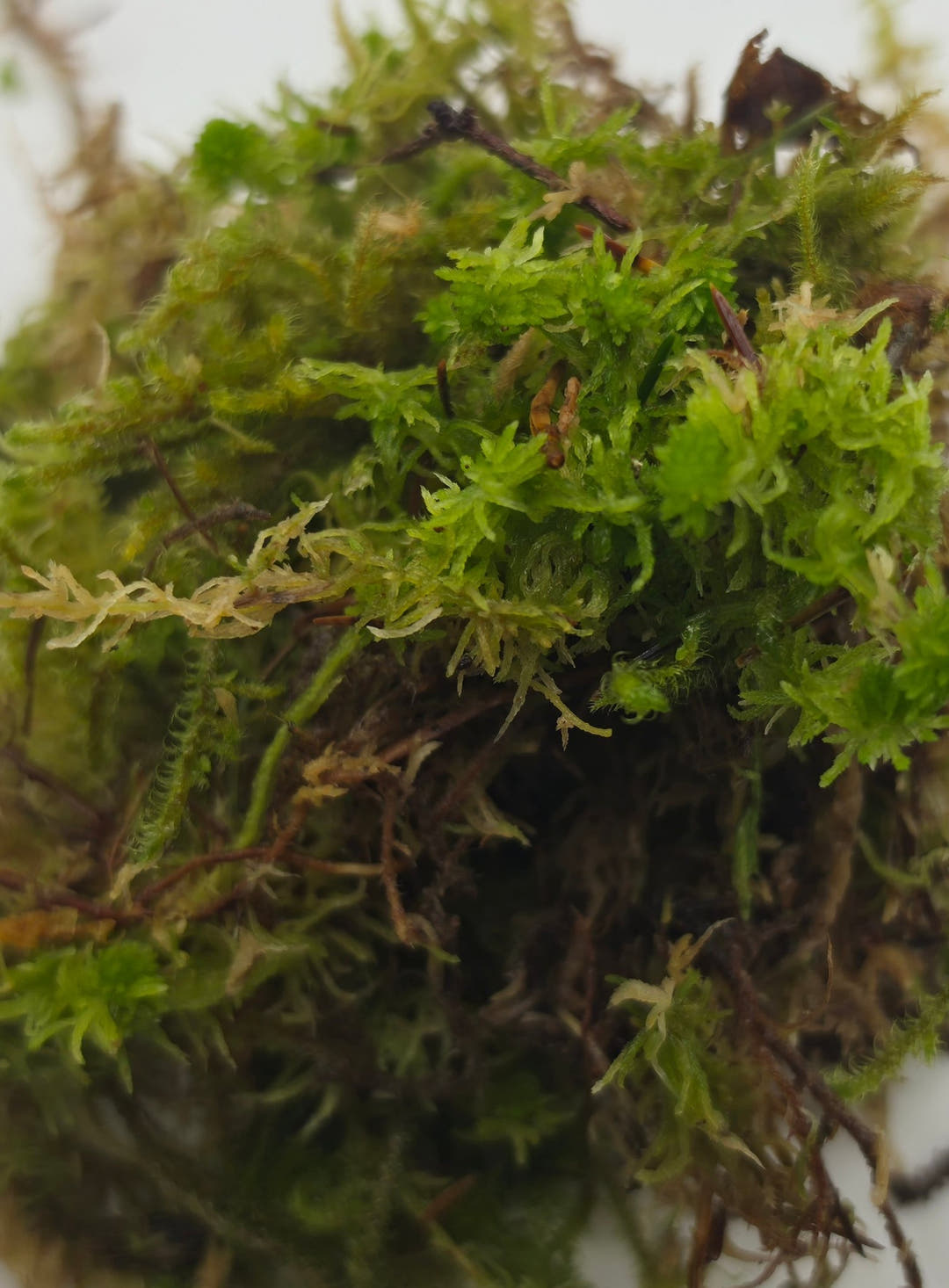 Sphagnum moss with fresh green tips above a denser brown layer of older strands below.