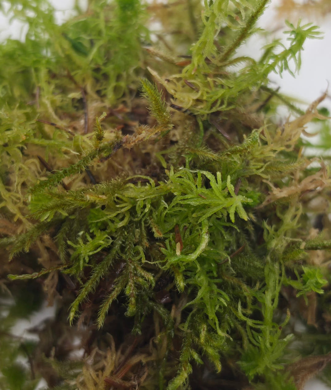 Bright green sphagnum moss with fine feathery shoots and thin dark twigs running through it.