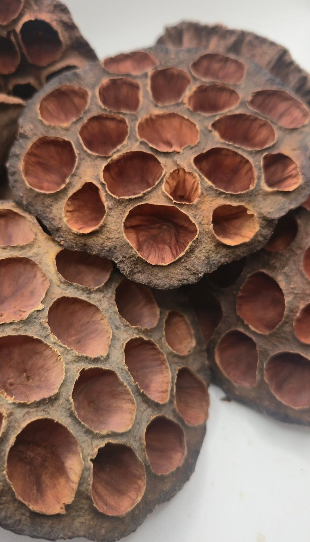 Lotus Pods