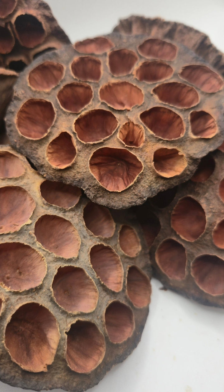 Lotus Pods