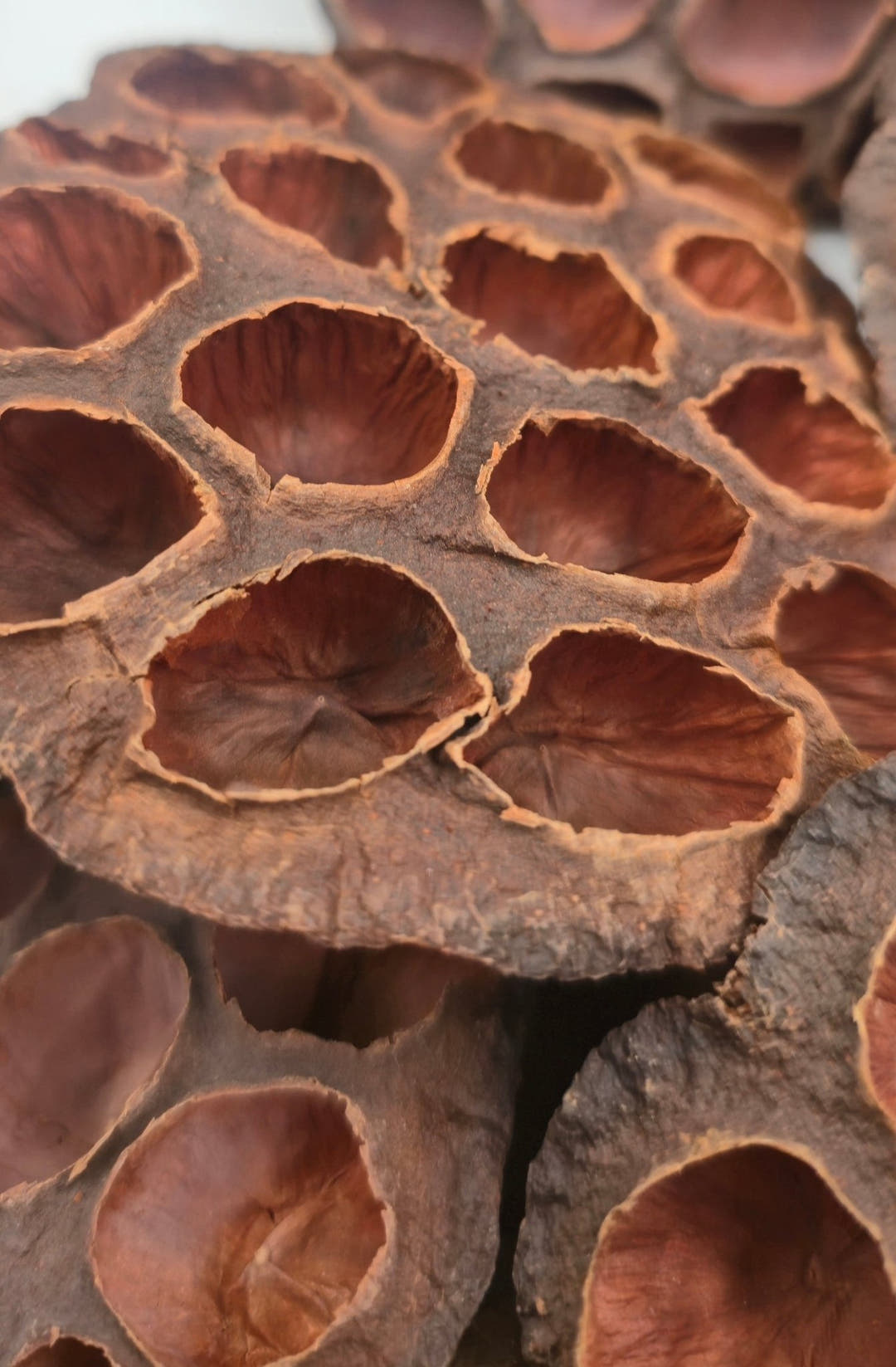 Lotus Pods