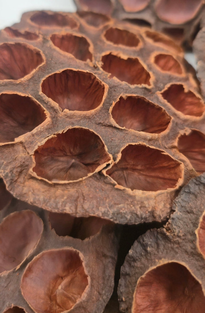 Lotus Pods