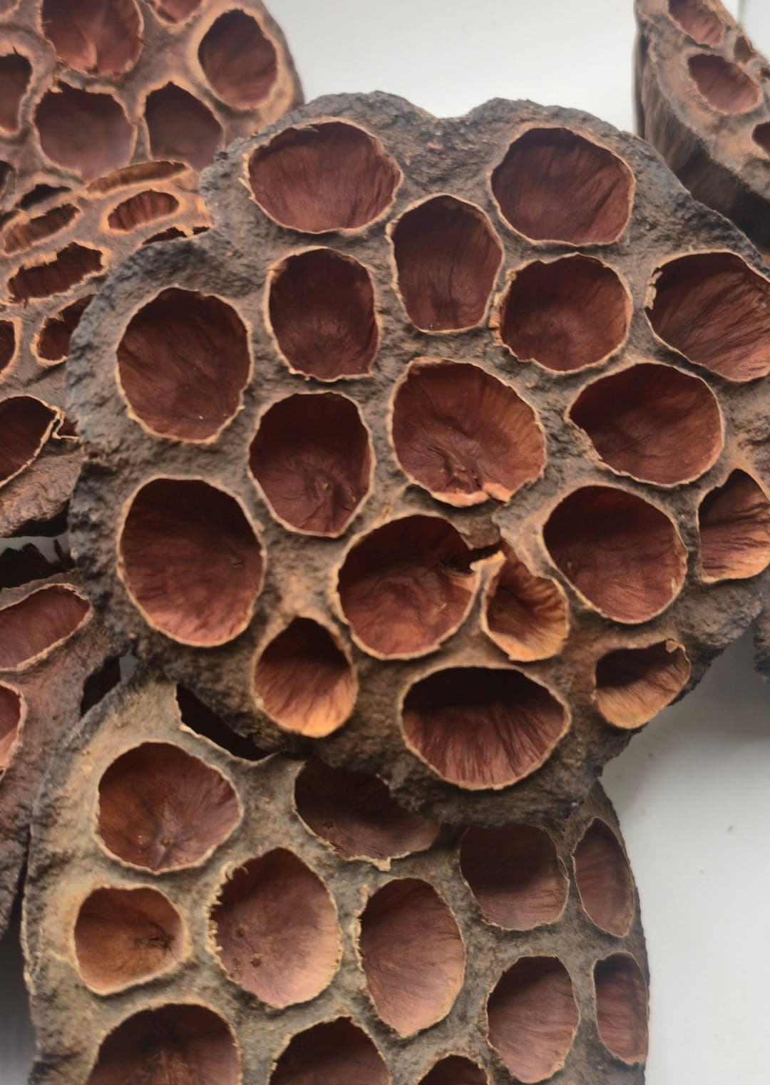Lotus pods, which release tannins and will tint the water in an aquarium