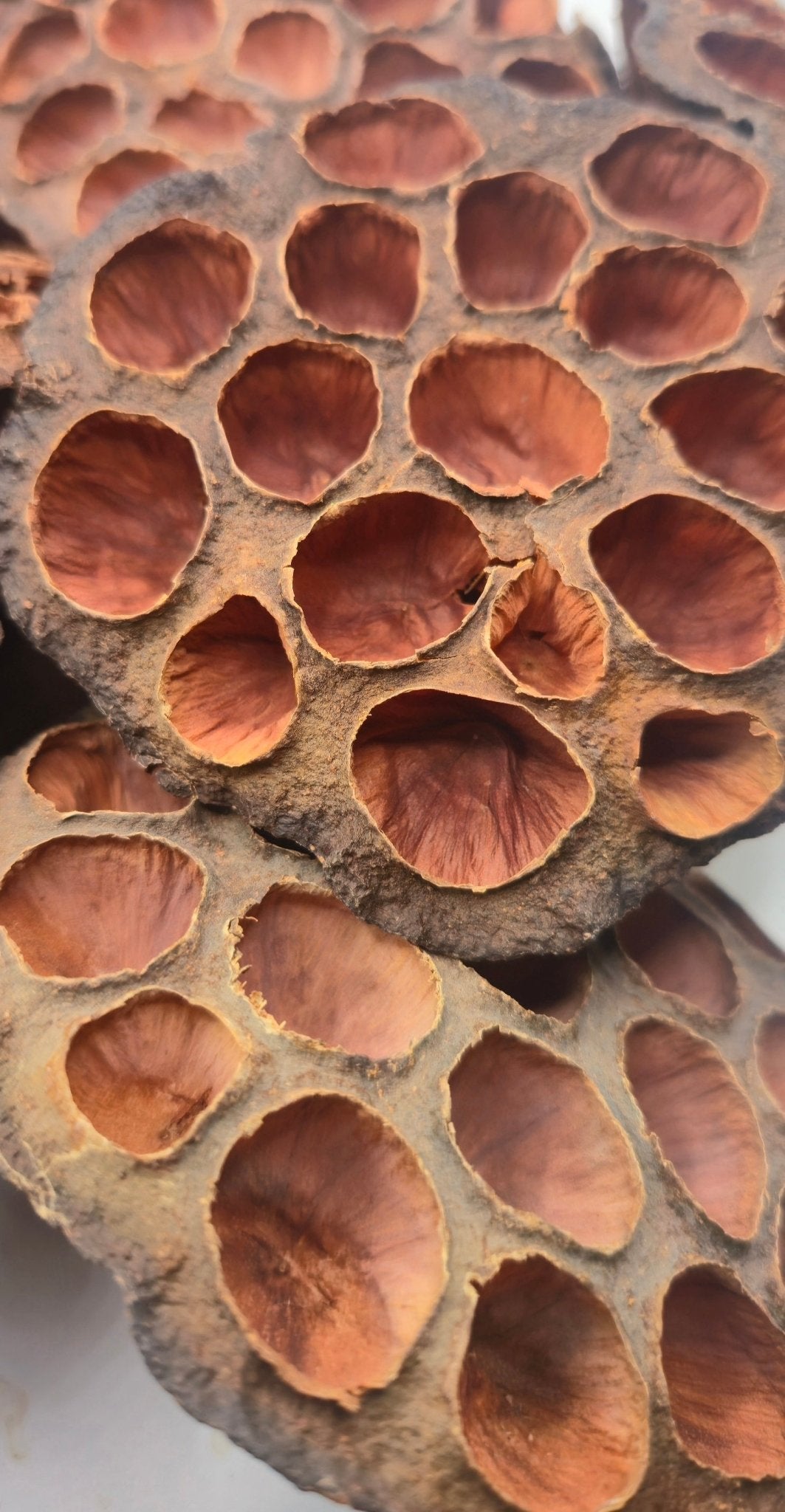 Lotus Pods