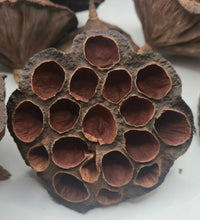 Lotus Pods
