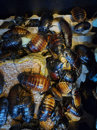 madagascar-hissing-cockroach