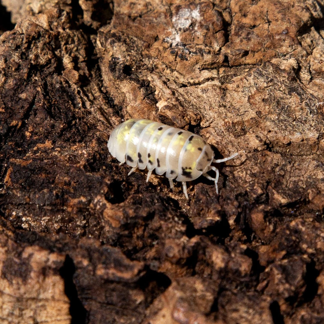 A Magic Potion isopod, cream with black spots and yellow patches, walking across cork bark.