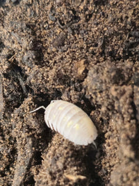 magic potion isopod