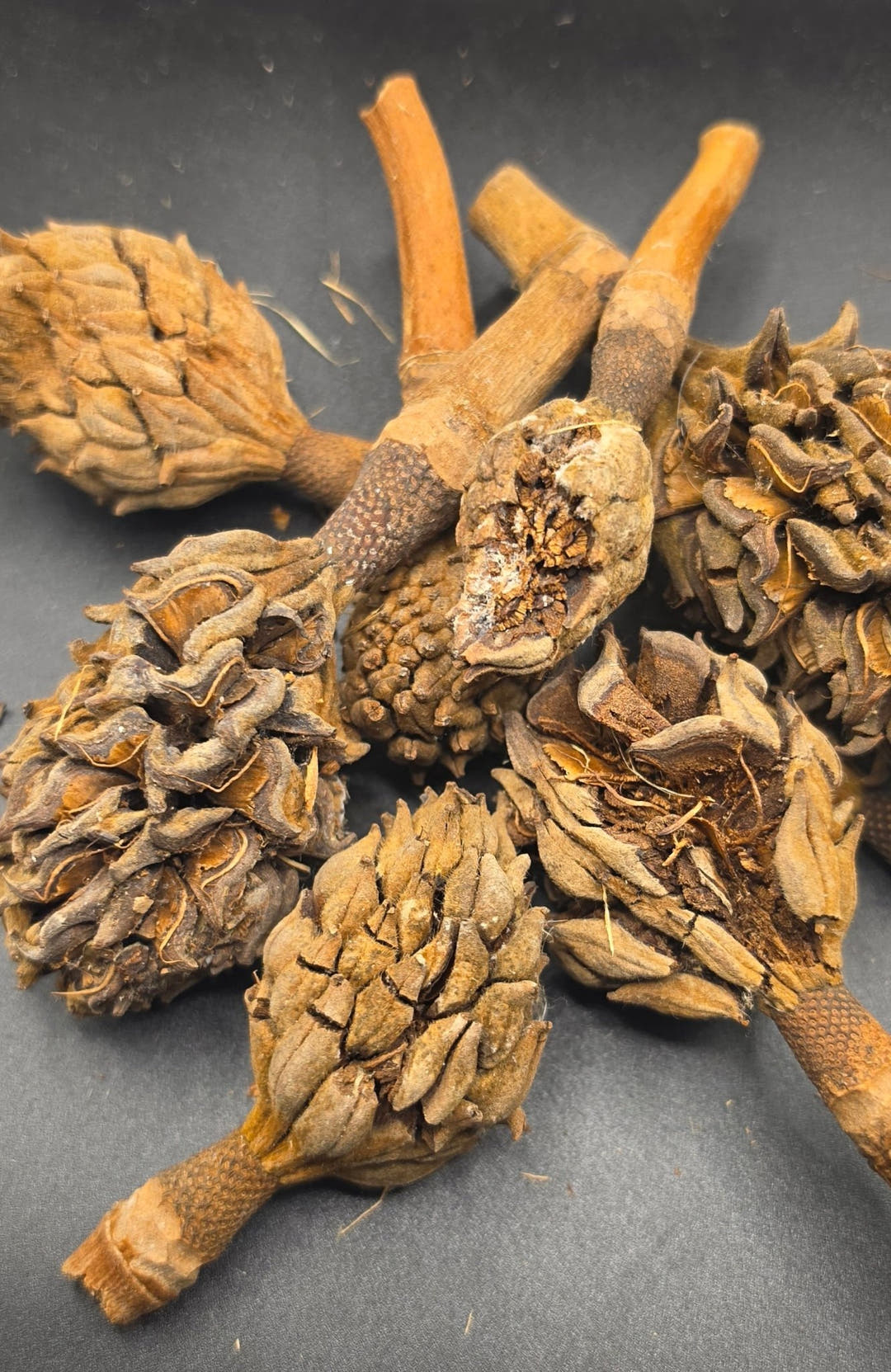 Magnolia Seed Pods