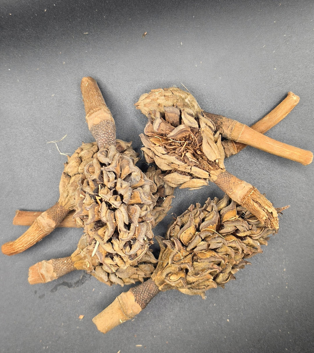 Magnolia Seed Pods