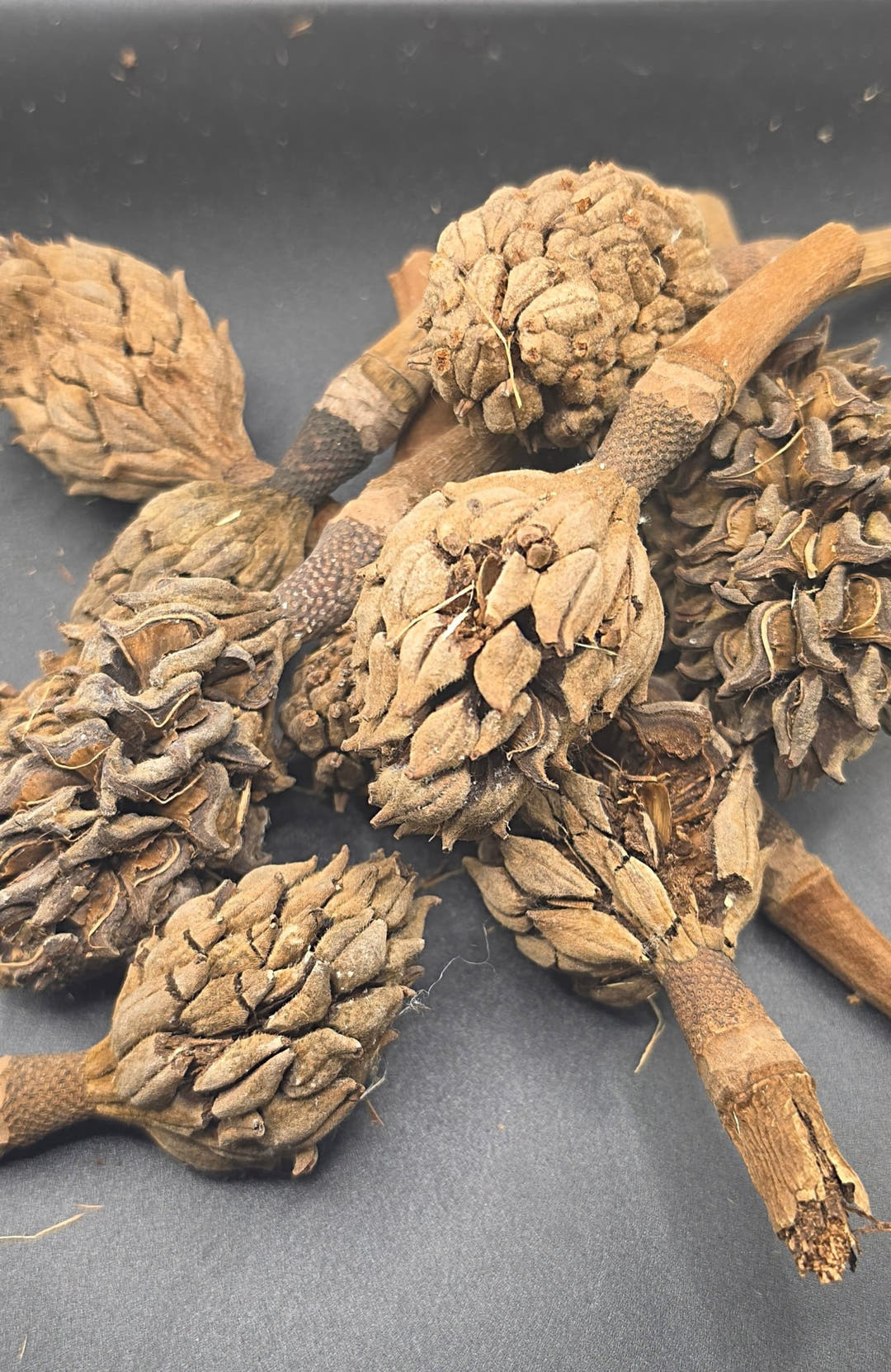 Magnolia Seed Pods