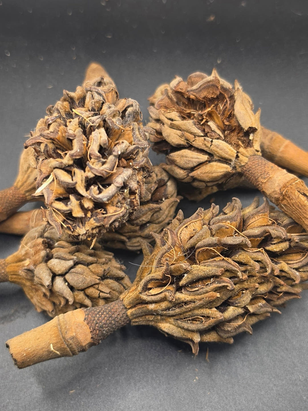 Magnolia Seed Pods
