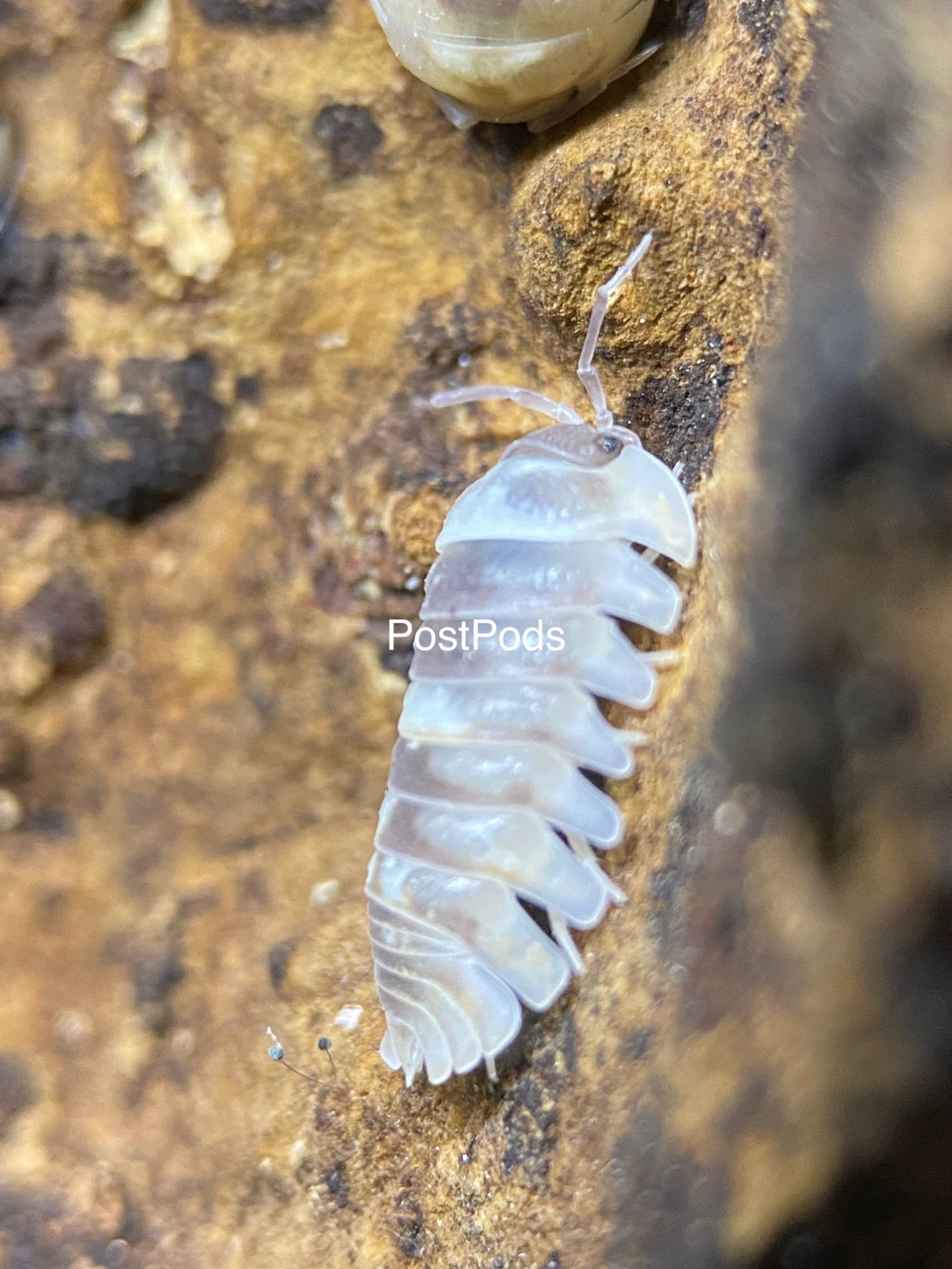 marble isopod