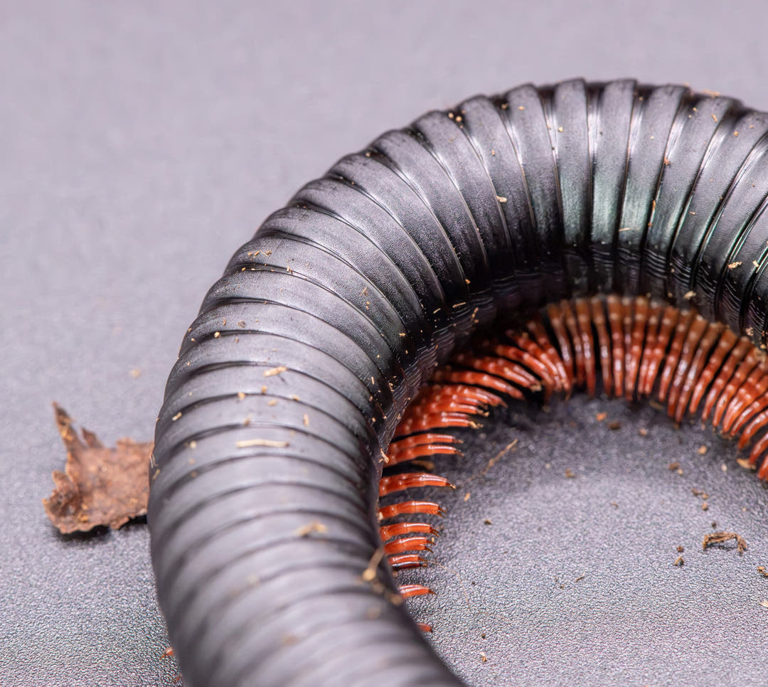matt black millipede body