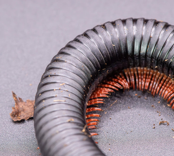 matt black millipede body