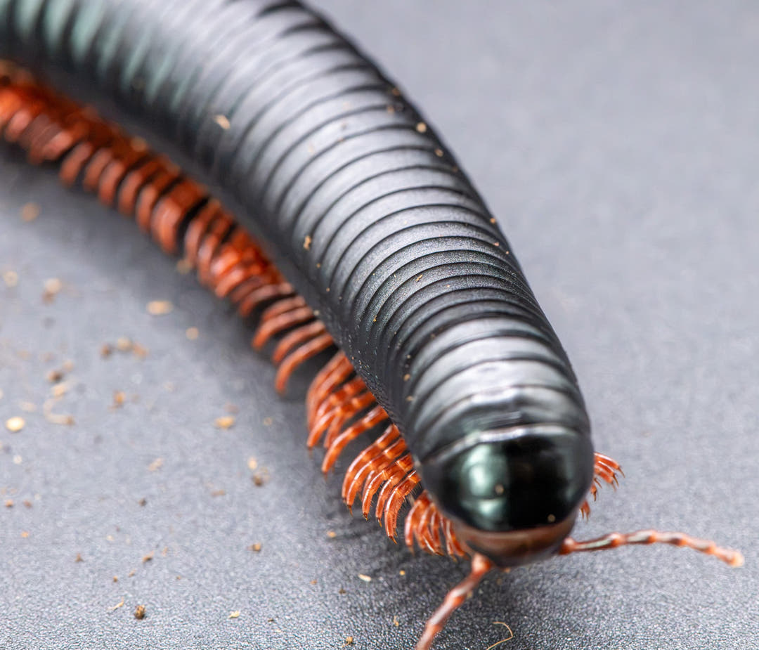 A Matt Black millipede head-on in close-up, its satin black body ringed with rust-orange legs and antennae forward.