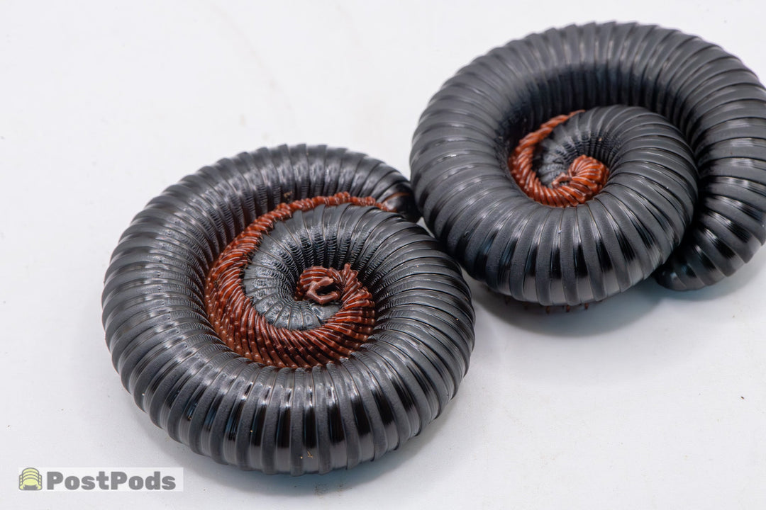 Matt Black Millipedes ( Treptogonostreptus Intricatus)