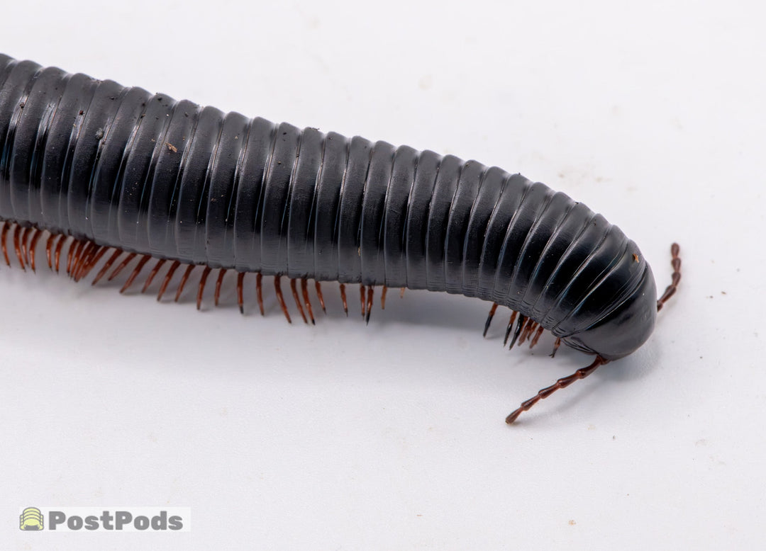 Matt Black Millipedes ( Treptogonostreptus Intricatus)